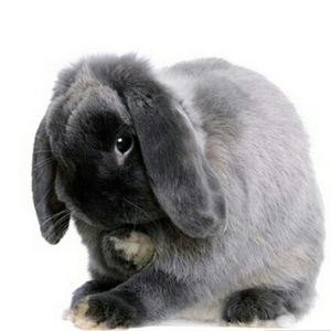 Meet your Posher, Shauna